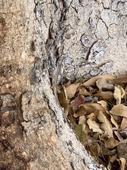 Anolis sagrei