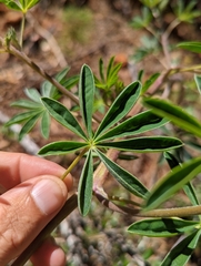Lupinus elmeri