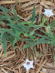 Convolvulus equitans