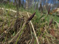 Carex montana