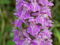 Dactylorhiza saccifera