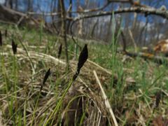 Carex montana