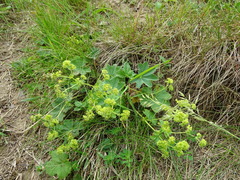 Alchemilla vulgaris