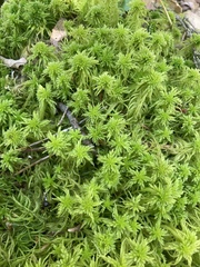 Sphagnum recurvum