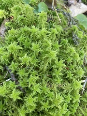 Sphagnum recurvum
