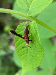 Vitacea scepsiformis