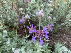 Salvia chionopeplica
