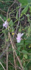 Lepechinia cardiophylla