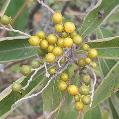 Solanum argentinum