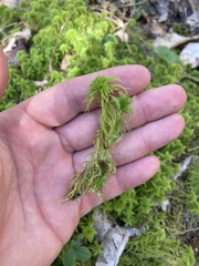 Sphagnum recurvum