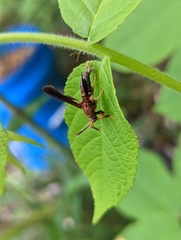 Vitacea scepsiformis