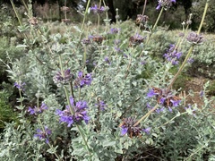 Salvia chionopeplica