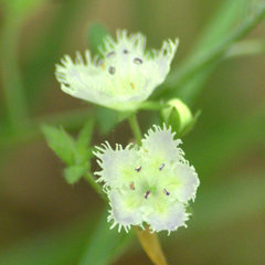 Phacelia fimbriata