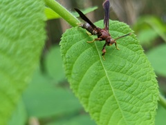 Vitacea scepsiformis