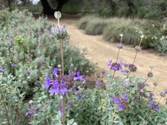 Salvia chionopeplica
