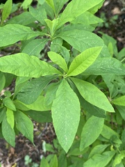 Oemleria cerasiformis