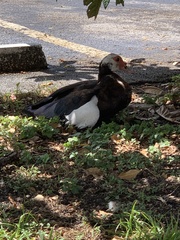 Cairina moschata domestica