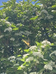 Papilio multicaudata