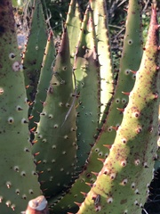 Aloe aculeata