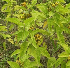 Solanum argentinum