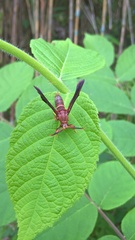 Vitacea scepsiformis