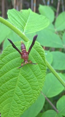 Vitacea scepsiformis