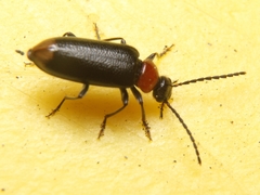Pedilus terminalis