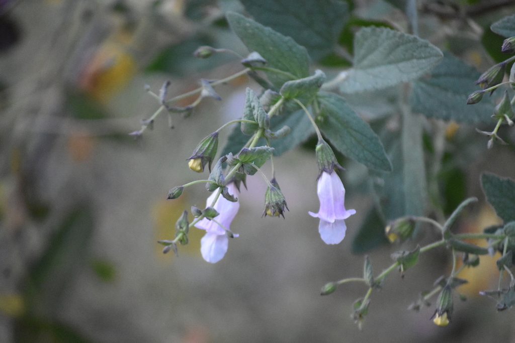 heart-leaved pitcher sage