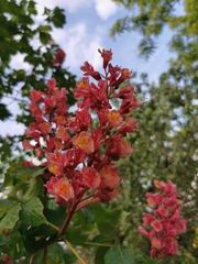 Aesculus × carnea