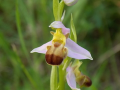 Ophrys apifera bicolor