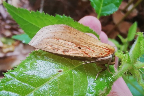 Eushachia