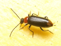 Pedilus terminalis