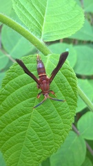 Vitacea scepsiformis
