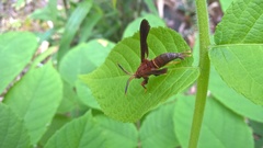 Vitacea scepsiformis