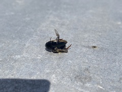 Tropisternus collaris viridis