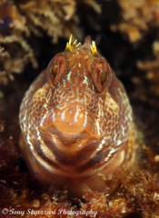 Parablennius intermedius