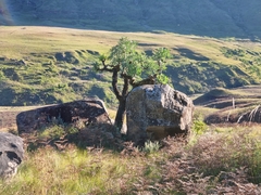 Cussonia paniculata sinuata