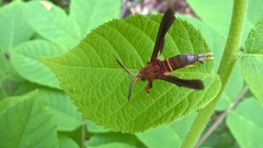 Vitacea scepsiformis