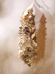 Phtheochroa rugosana