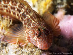 Parablennius intermedius