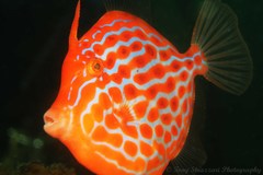 Eubalichthys mosaicus