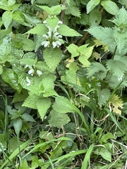 Lamium album