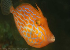 Eubalichthys mosaicus