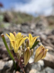 Triteleia piutensis