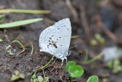 Celastrina asheri