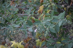 Lepechinia cardiophylla