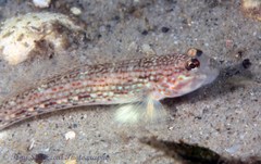 Istigobius hoesei
