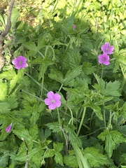 Geranium