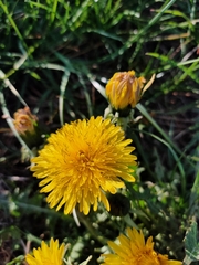 Taraxacum