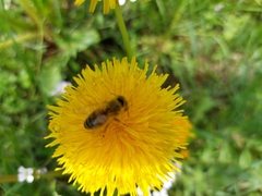 Apis mellifera